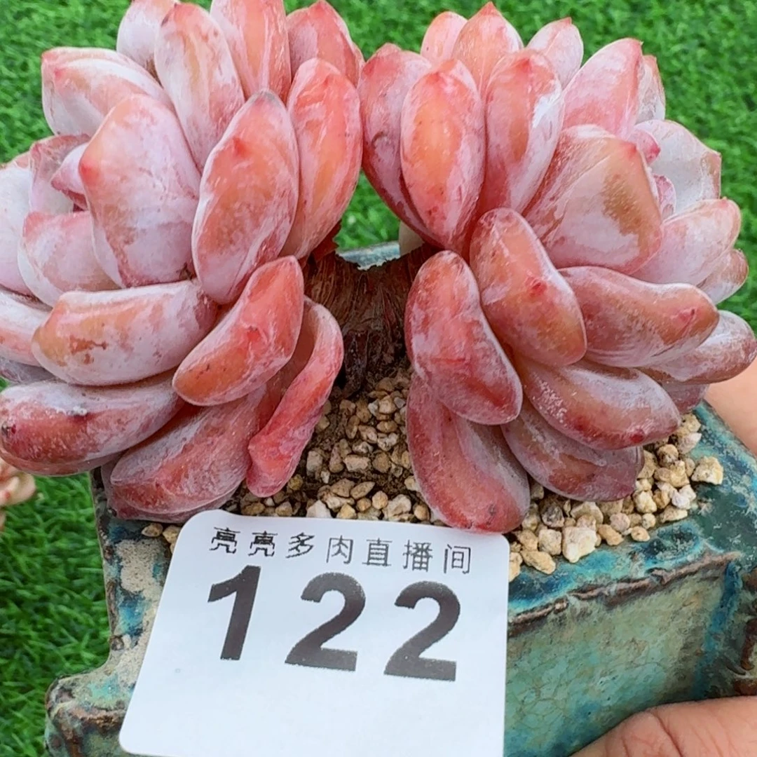 雪之魄      愿你一路坦途，乘风破浪展宏图