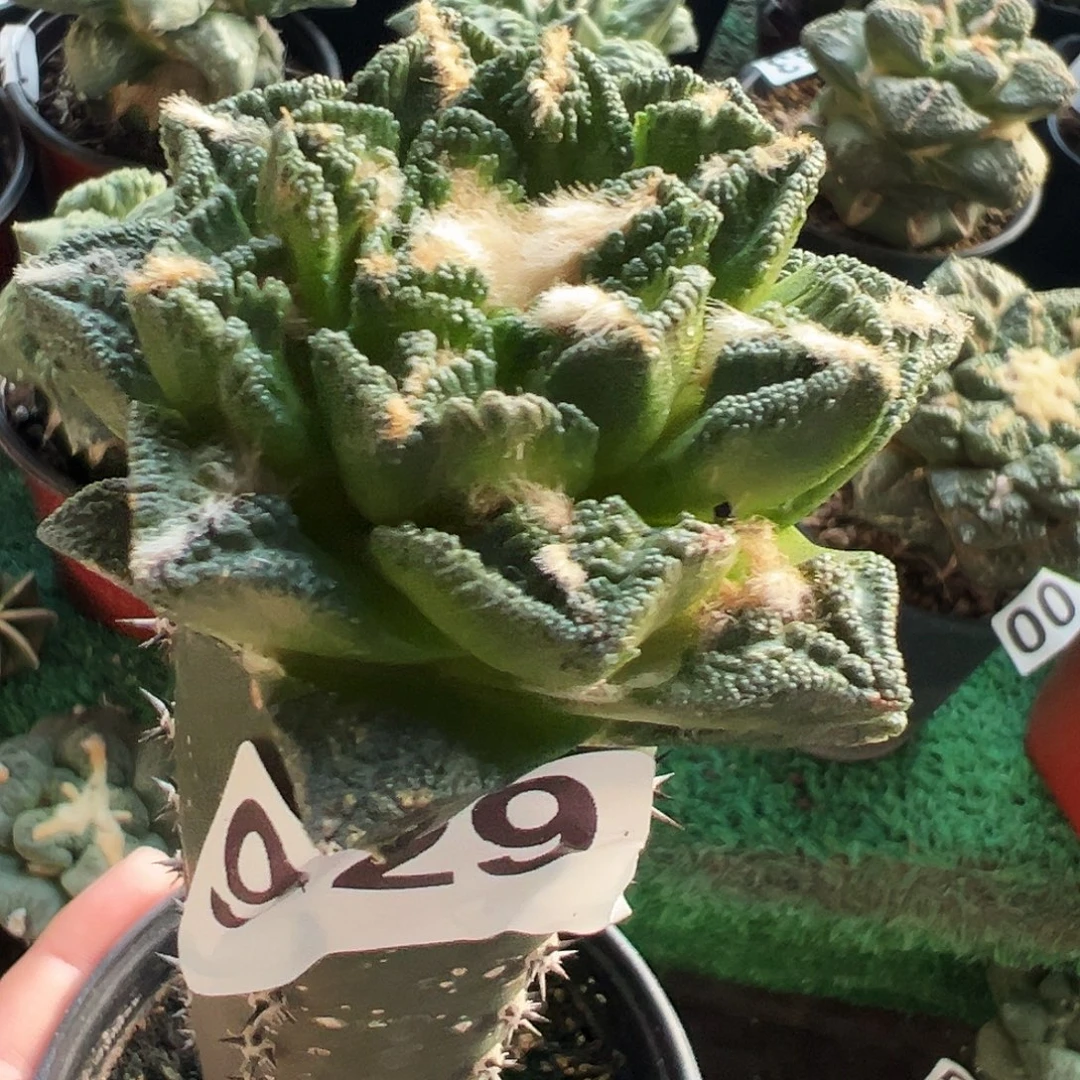 无花朵福利螺旋辛顿牡丹929