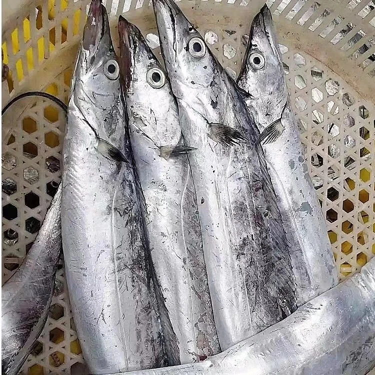 《渤海湾大油带鱼》本地油带鱼  肉厚 5斤装 介意破肚勿拍