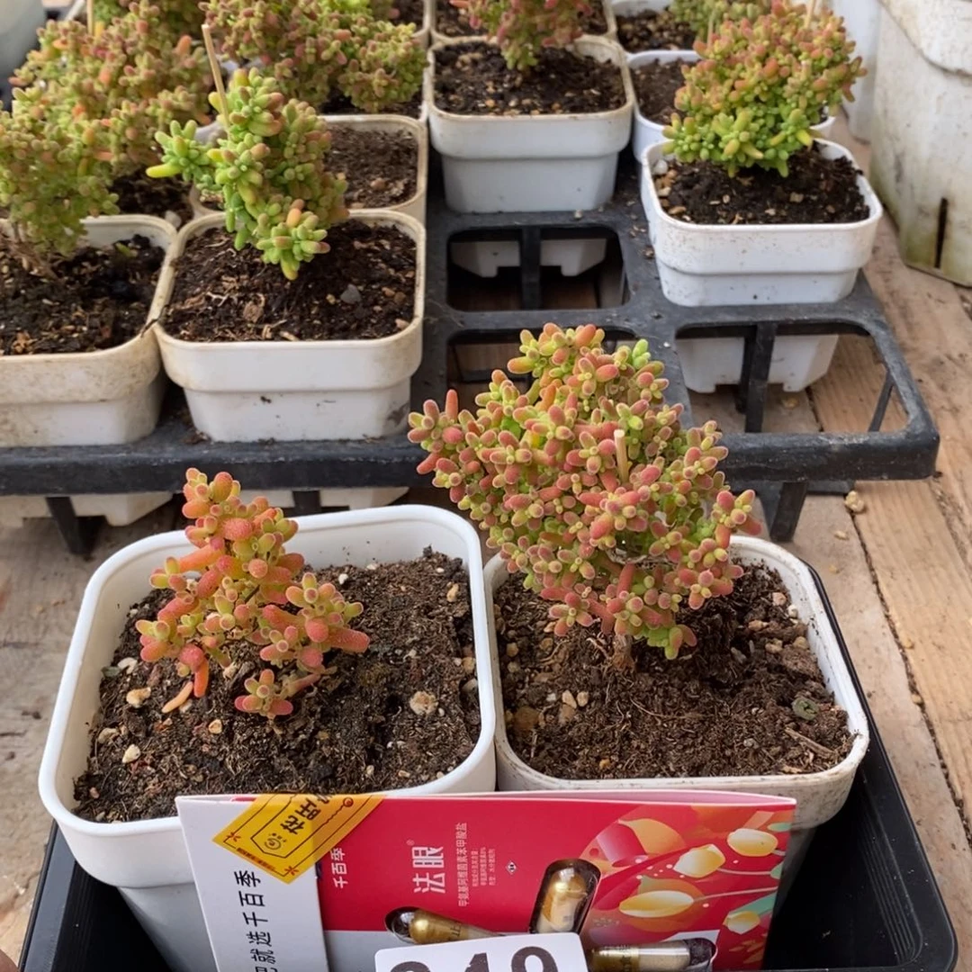 枝干番杏多肉植物849