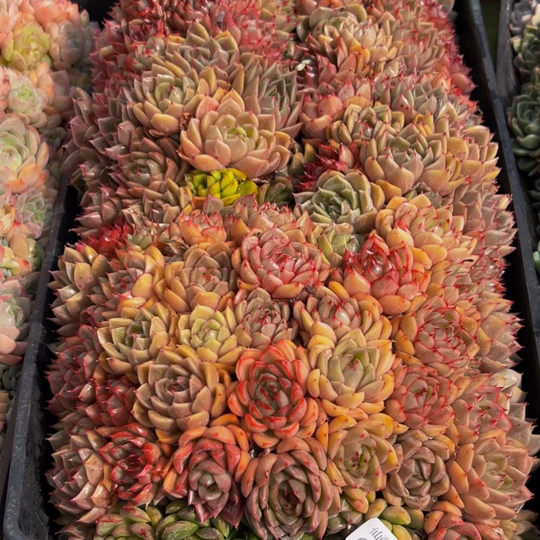 远***你607大热天的一天从早上开始到晚上