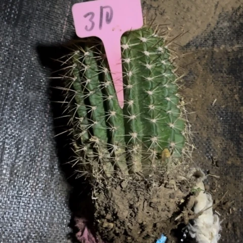 杨***1清清101毛花柱微瑕310号