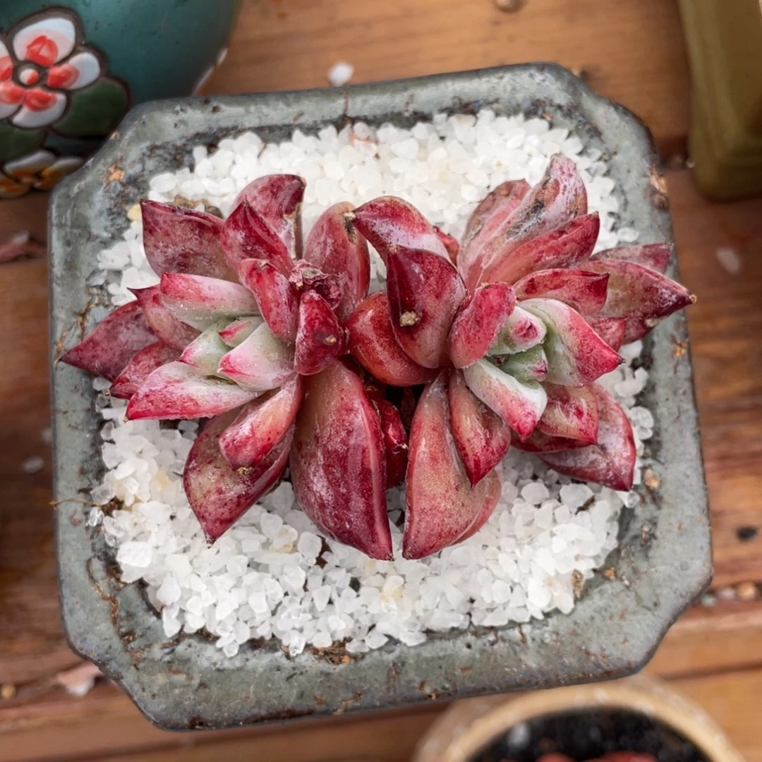 多肉植物盆栽多肉植物