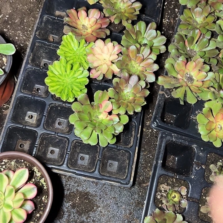 多肉植物15棵雪盘不售后