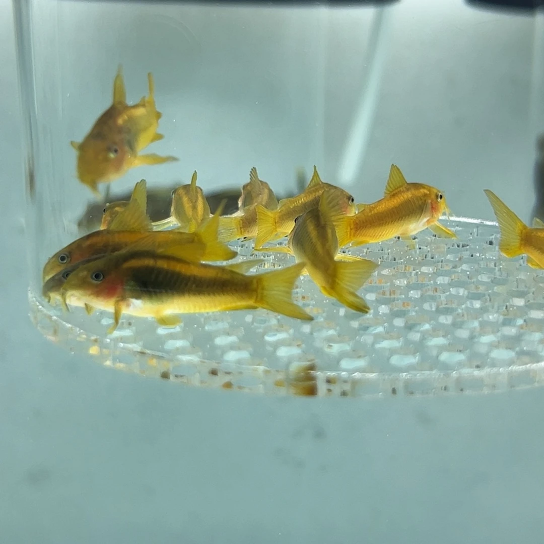 工具鱼金线金一组10条
