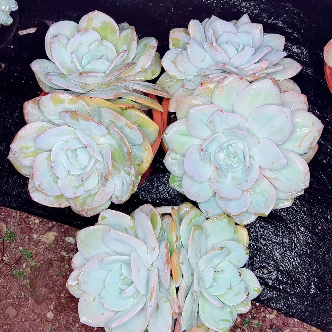 三颗双头国产奶茶