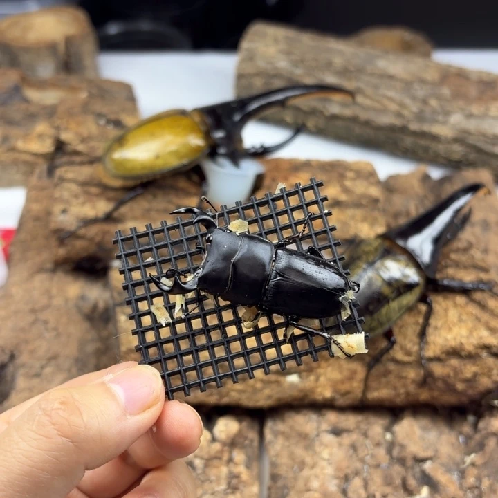 中国大锹5mm公虫一只