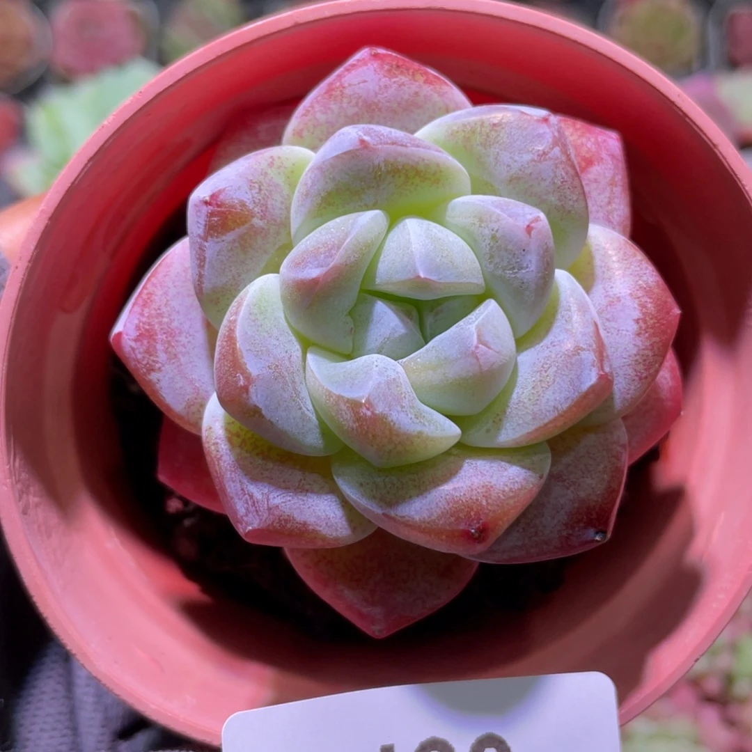 花利美5-489冰玉
