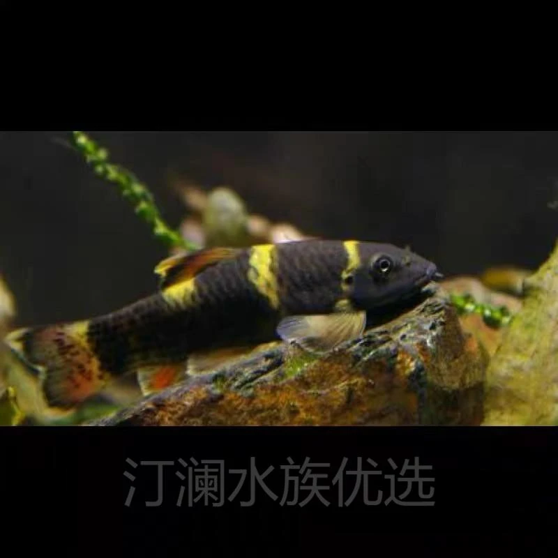 老虎小精灵鱼小型热带淡水除藻工具鱼好养适合新手