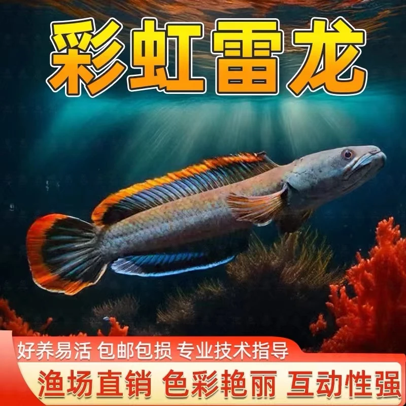 南鳢雷龙鱼彩虹雷龙鱼冷水鱼七彩鱼淡水活体热带雷龙鱼观赏鱼小鱼