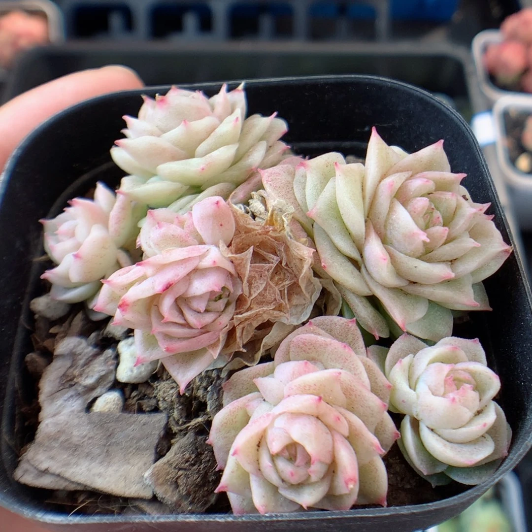 一物一拍精品多肉。 玫瑰麦秆33