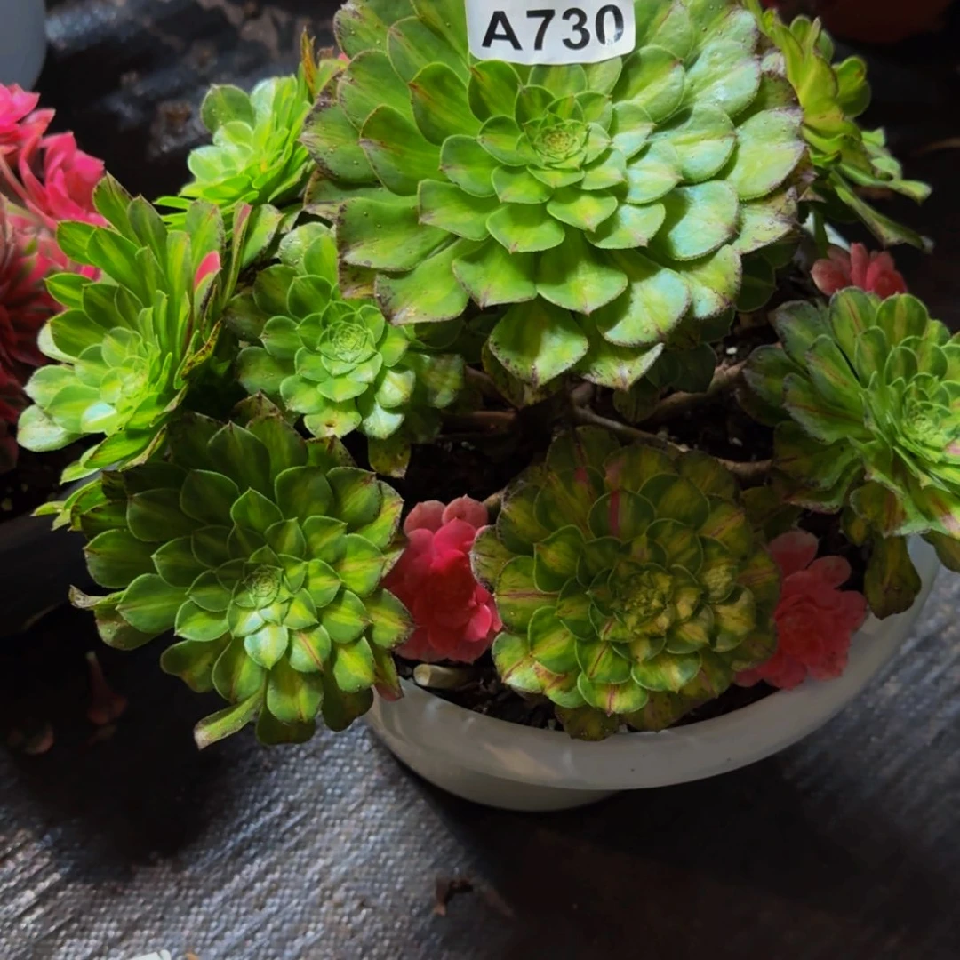 730多肉植物法师号