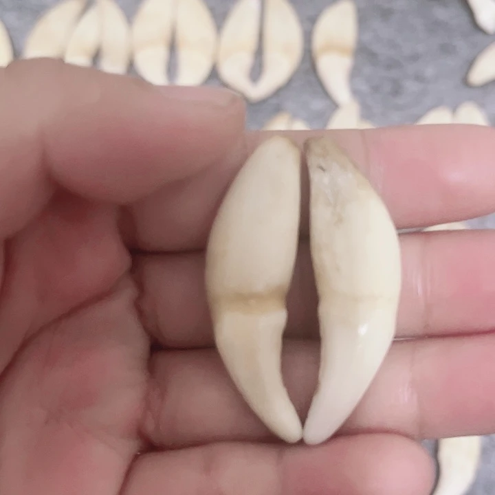 非金属无原生黑牙一对