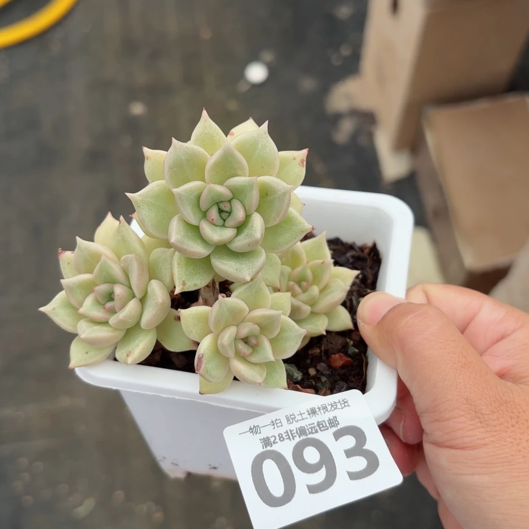 黄金璀璨老桩无盆土发货