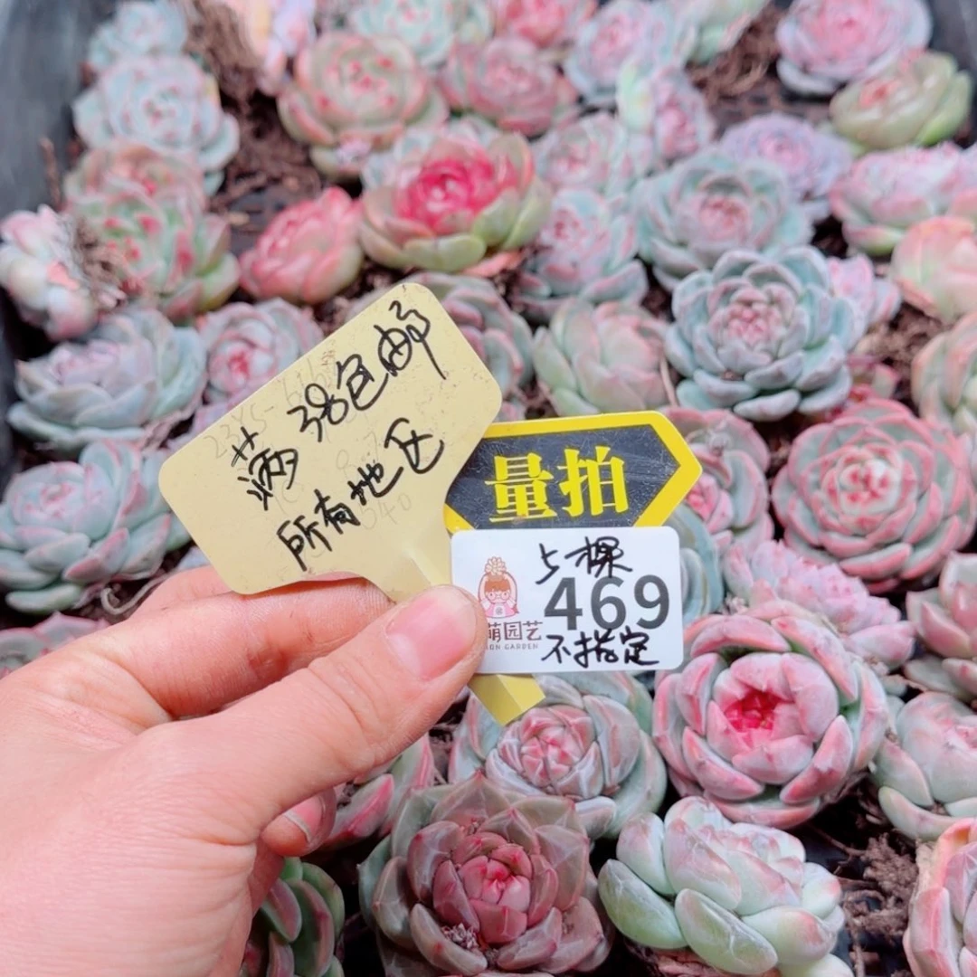 多肉植物多肉植物