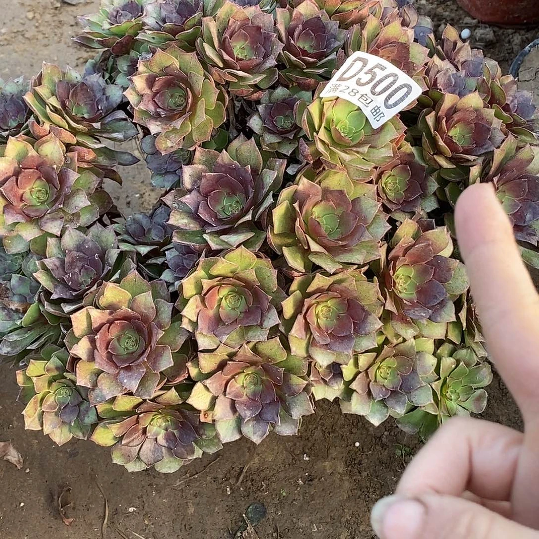 是***500 多肉植物法师不包断包邮