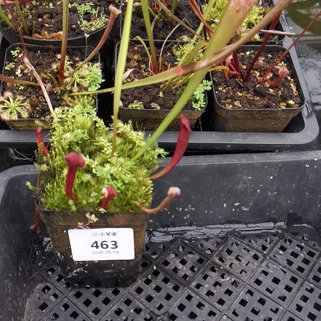 完全开放463粉色瓶子草