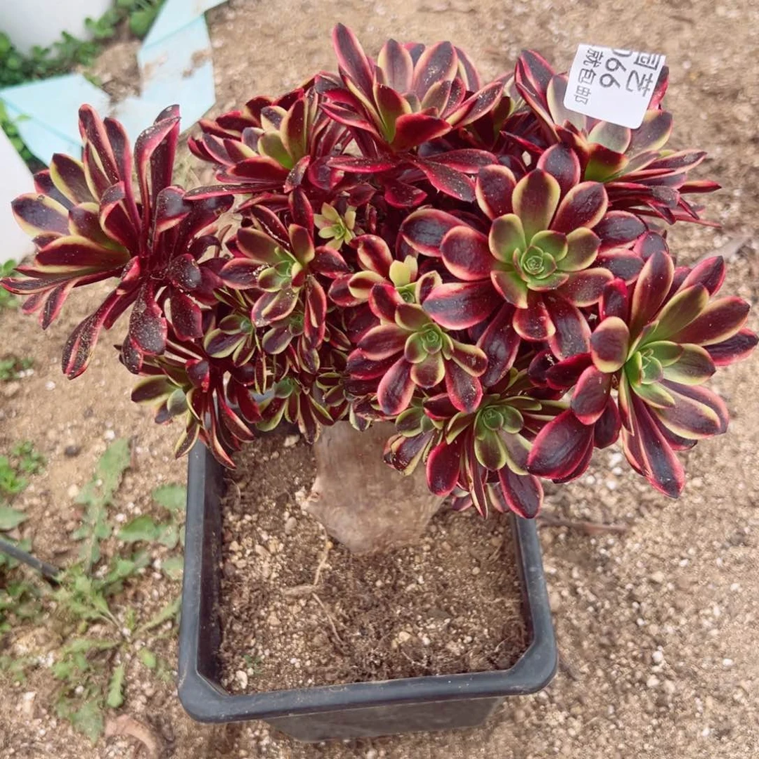 欧嘉莉朵朵多肉植物板子伤口066