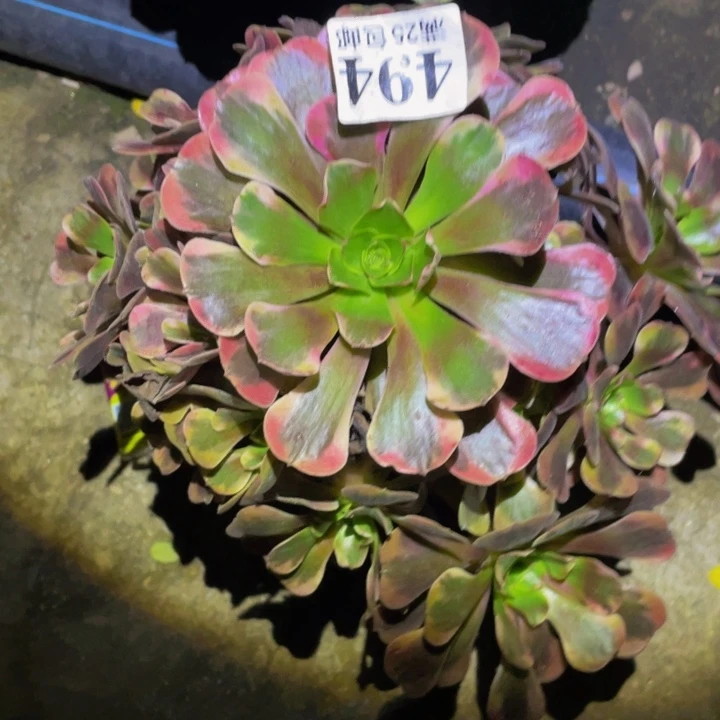 爱神多肉植物多肉494