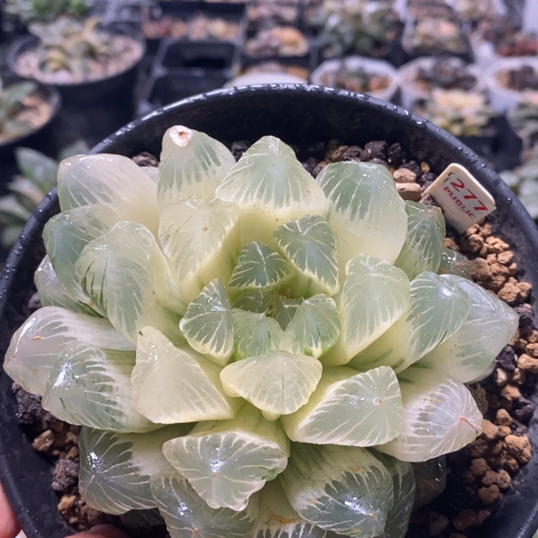 不开花植物277玉露十二卷多肉植物