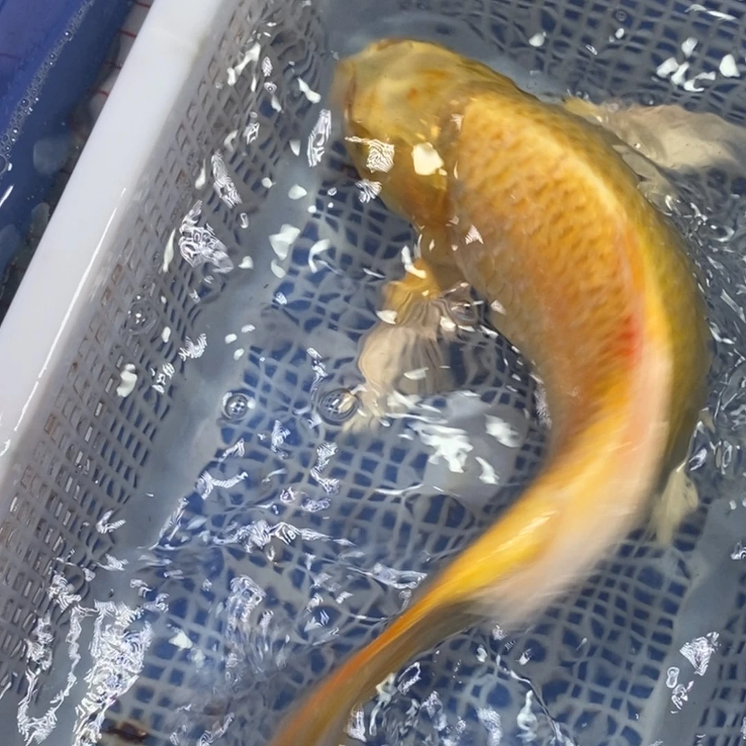 锦鲤冷水锦鲤包邮