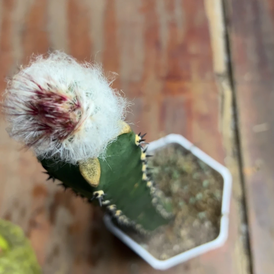 我****仙人球一物一拍