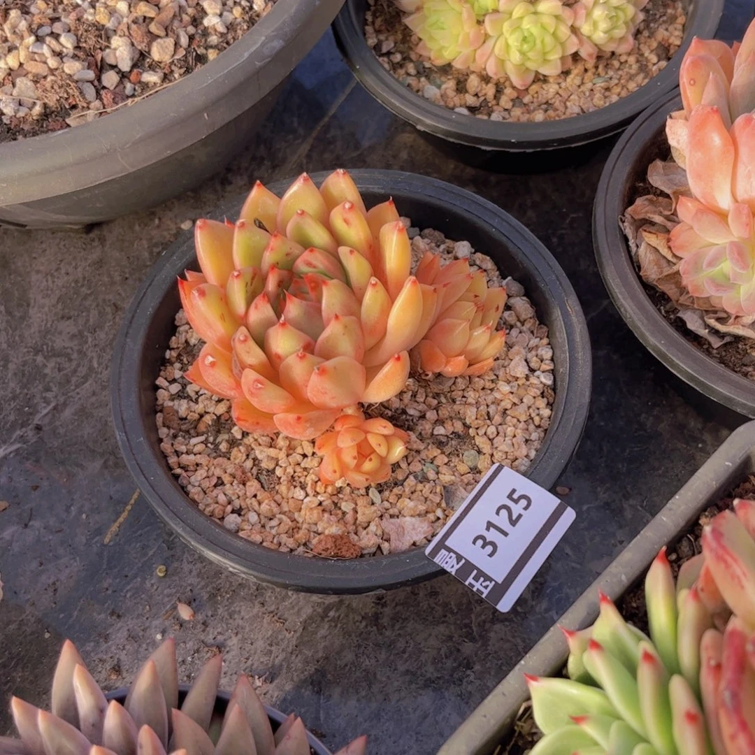 麦秆多肉植物3125