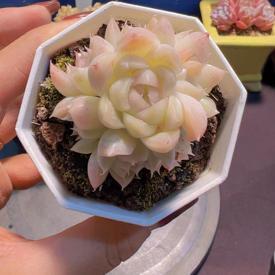 布**寳新品，多肉植物，