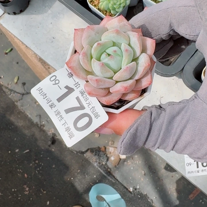 和田玉多肉无盆土