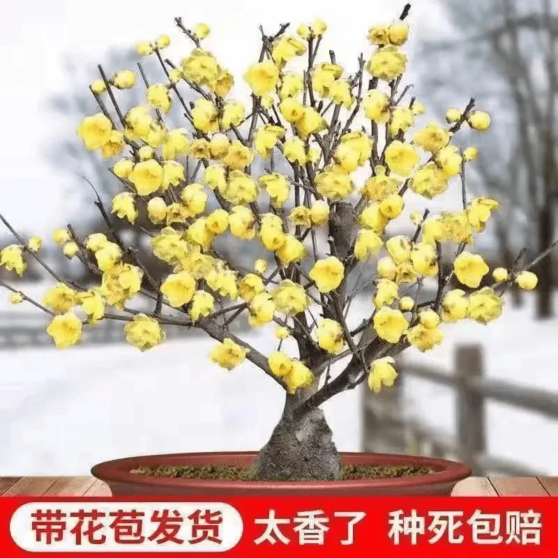 腊梅梅花盆栽地栽老桩浓香型耐寒植物冬天开花庭院花卉带花芽好养