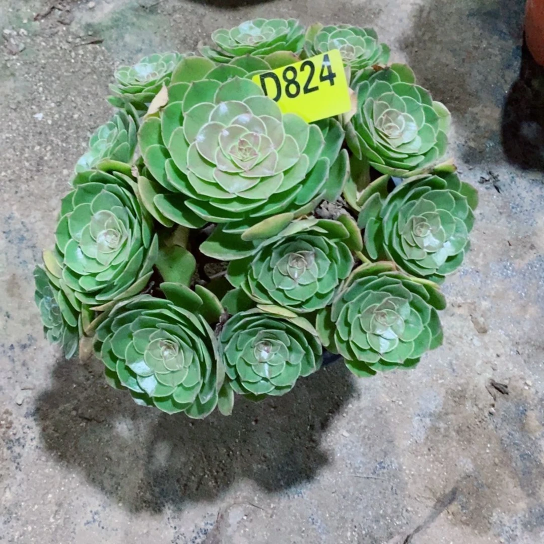 万圣节多肉植物824