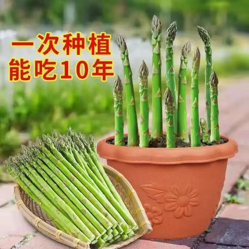 优质高产芦笋种子多年生四季播耐热抗寒盆栽阳台庭院种植蔬菜种子