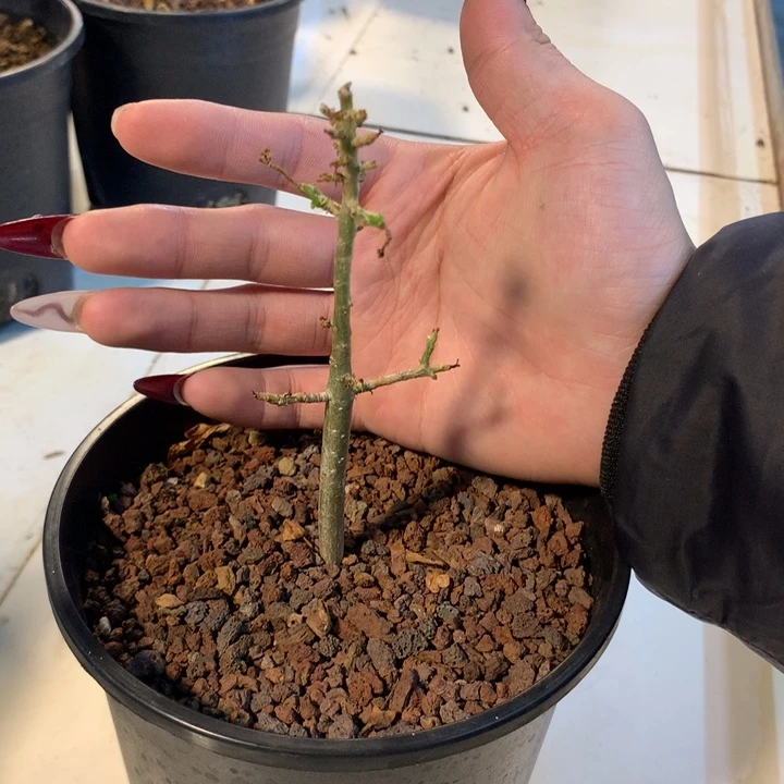 芳香橄榄实生小苗