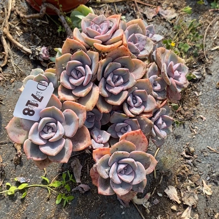 邶***贝718彩虹糖多肉植物多肉