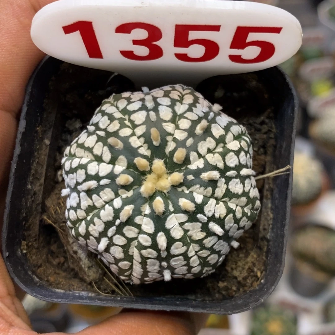 1355福利特价咯啦吧拉