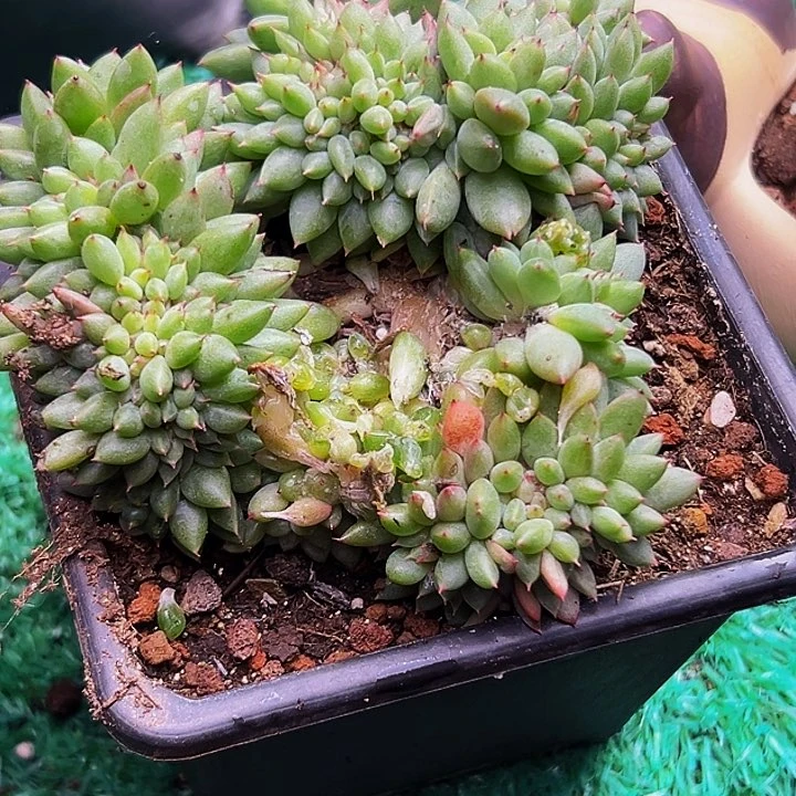 爱****1颗美人系列多肉植物