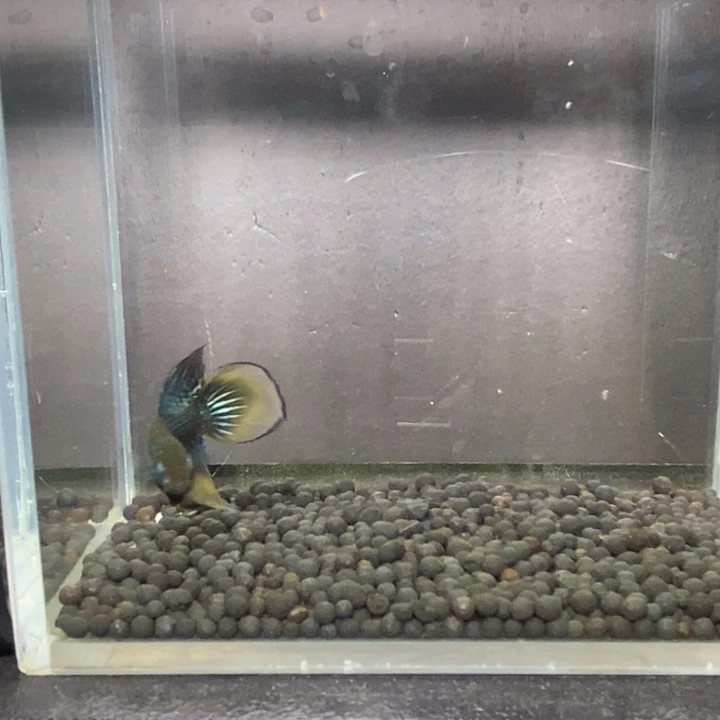 斗鱼泰国斗鱼301号