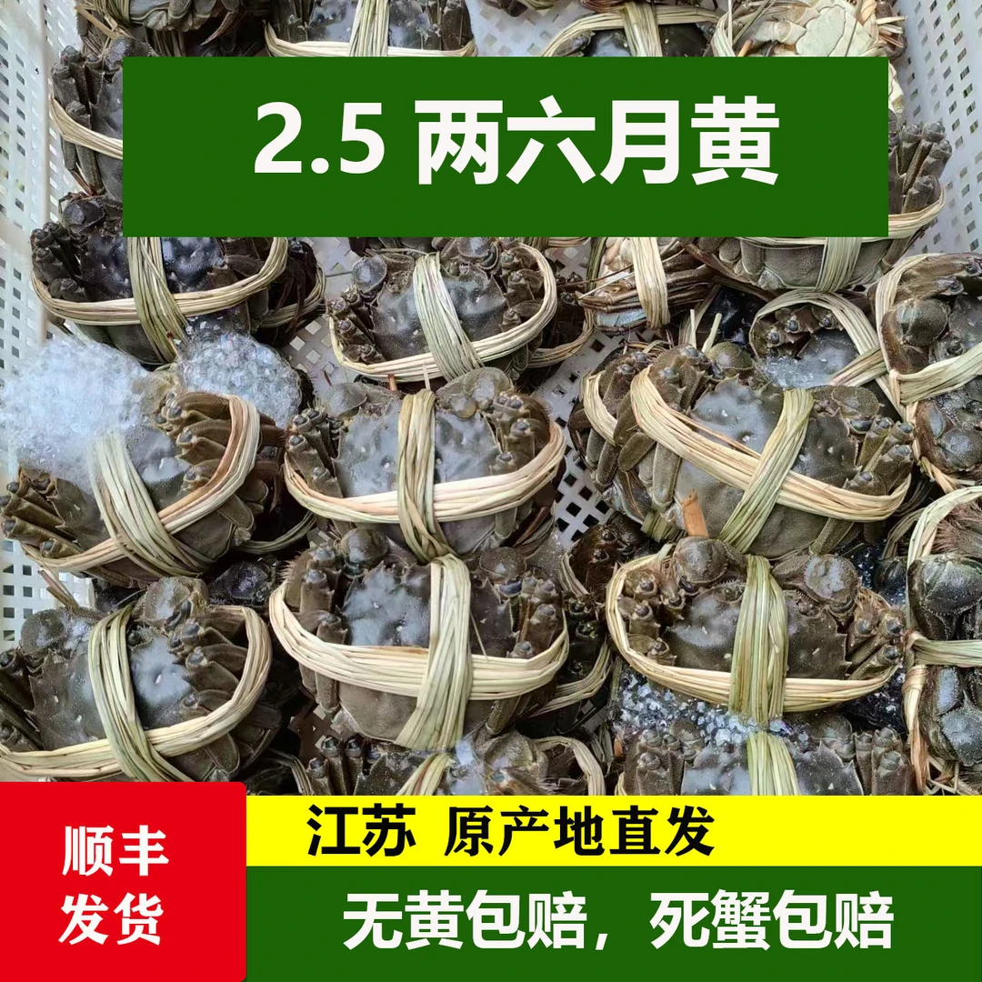 愫水活蟹现货洪泽湖六月黄大闸蟹新鲜活2.5两特大全公螃蟹8-10只