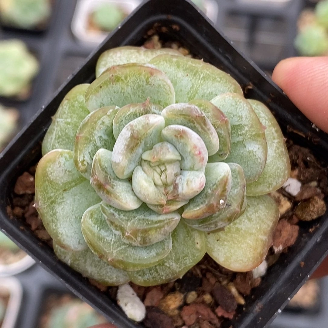 白恋石化30包邮非偏远