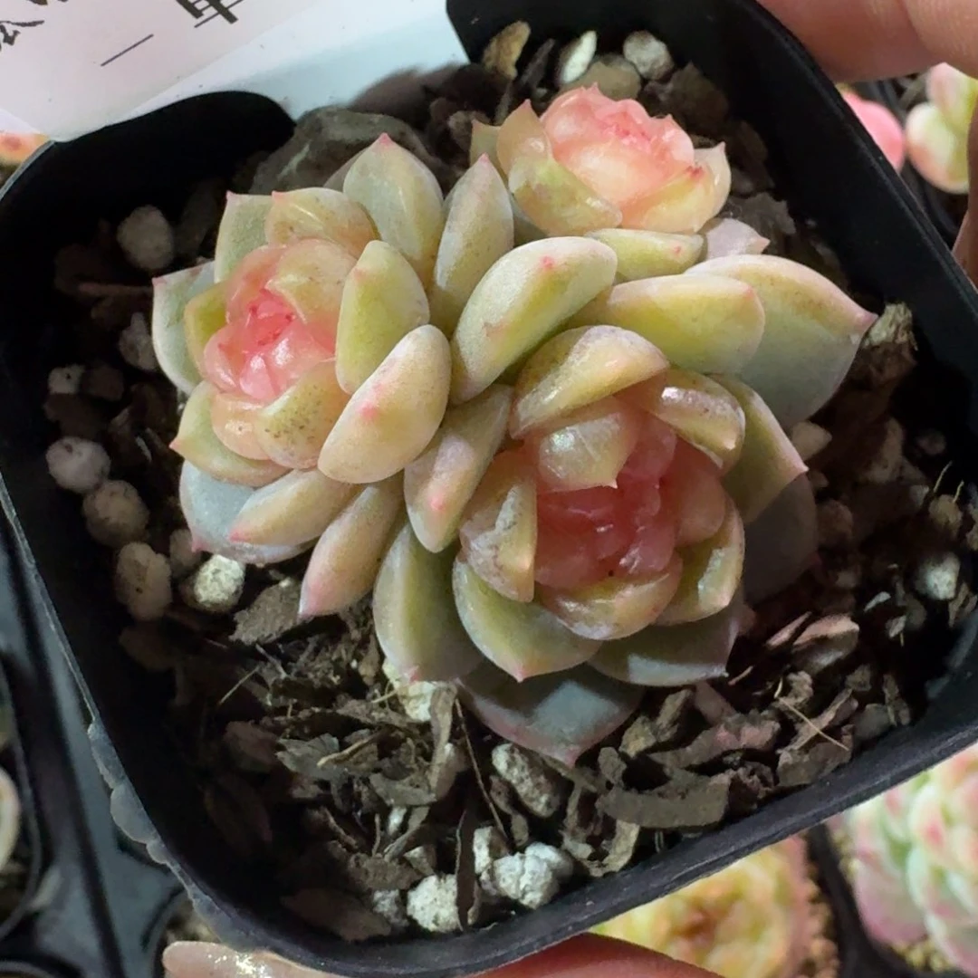 0227-月笼沙青一颗