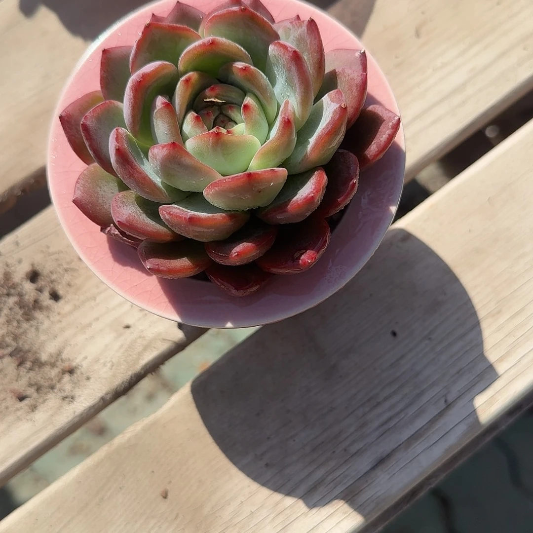 红鸾带猫爪盆多肉植物