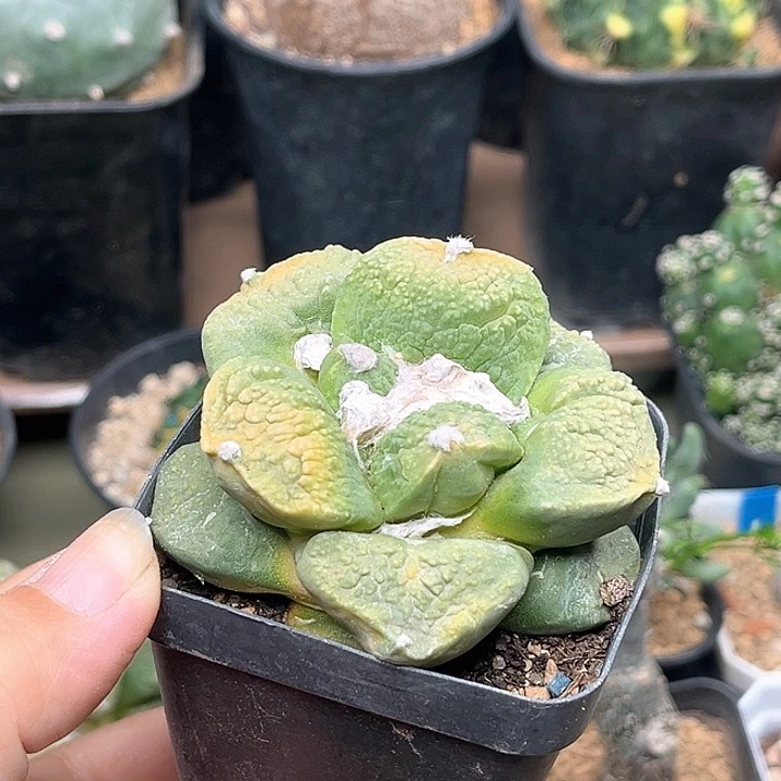 无花朵牡丹锦自根带盆发货