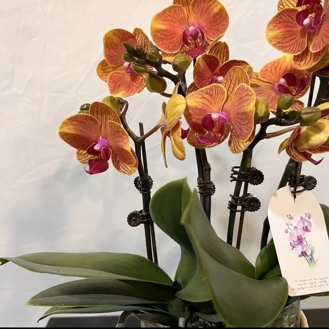 小众稀缺色系蝴蝶兰【大吉大利】盆栽鲜花室内客厅高档花卉