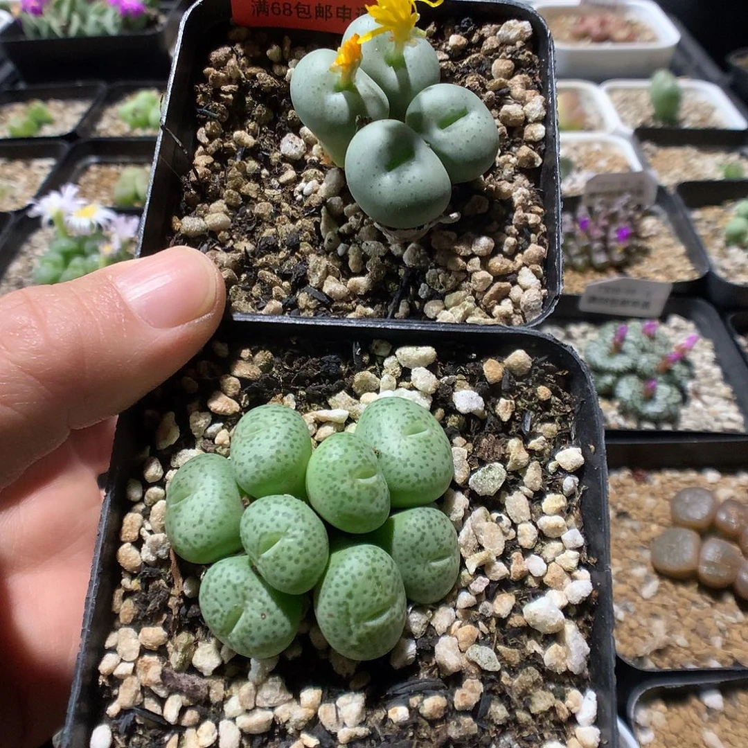 10-16-32    组合2盆