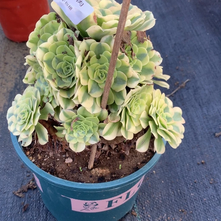 042绿豆沙多肉植物特价