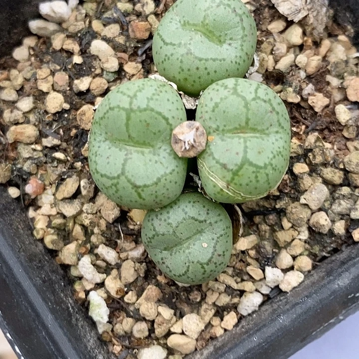 1920杂交猴脸一群。