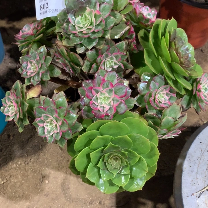 802水晶莲花多肉植物特价