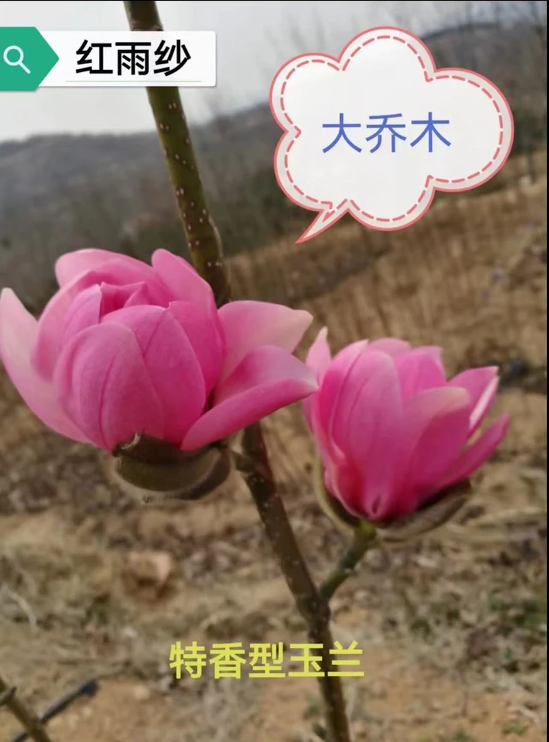 新品种【红雨沙玉兰花】大花型非常浓香三季开花别墅庭院栽种