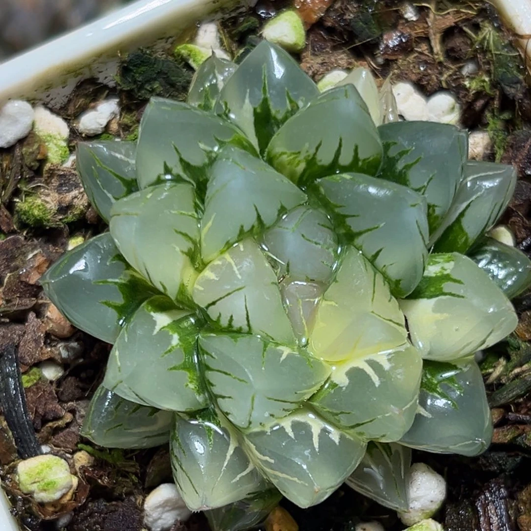 恭喜发财大吉大利0424