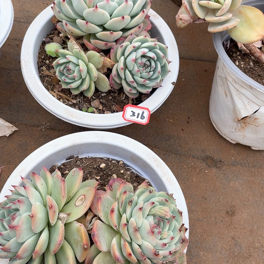 315➕316吉娃娃 一物一拍多肉